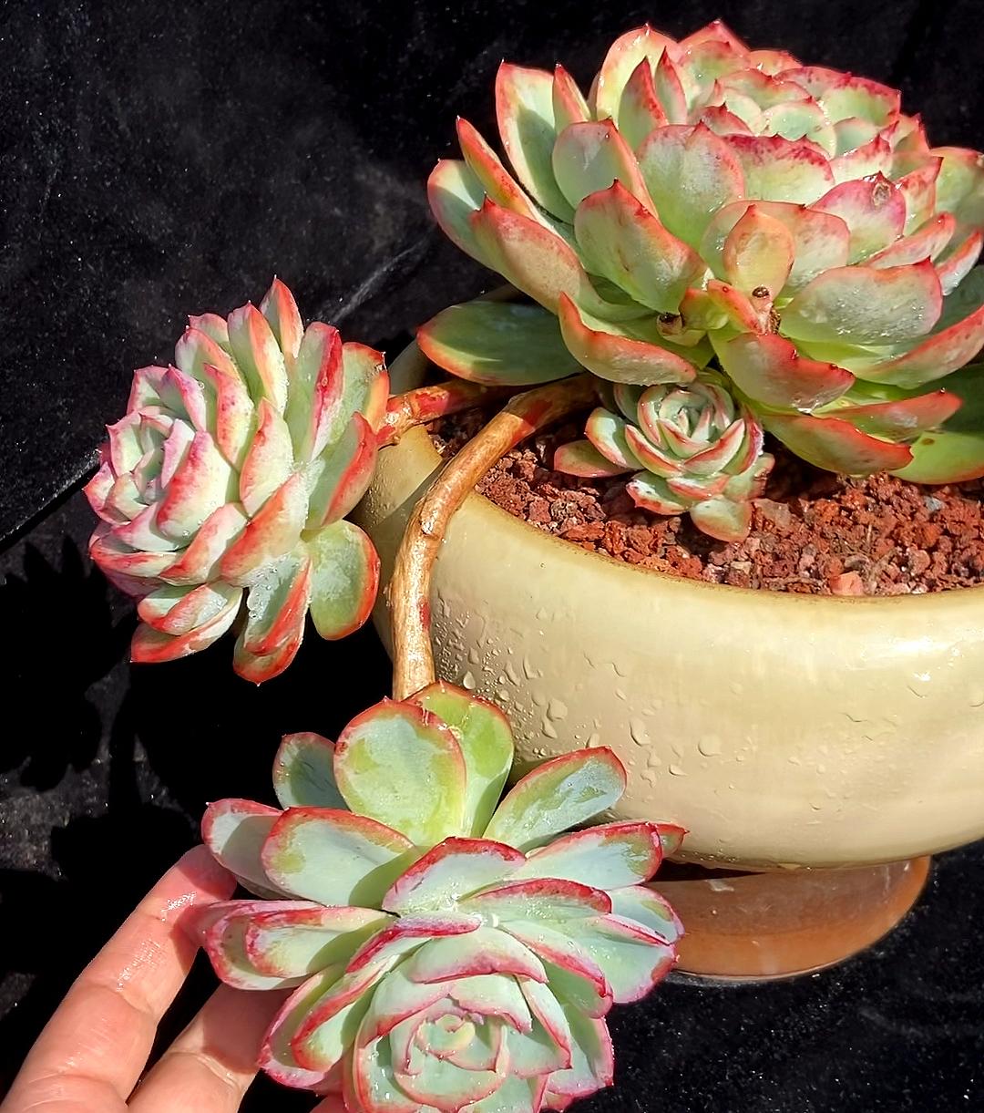 多肉晨露和橙梦露的区别,晨露的多肉名字