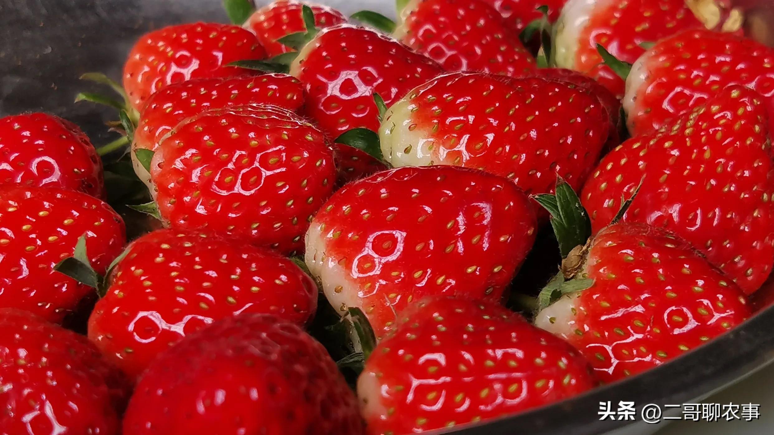 大棚草莓被偷吃视频,大棚草莓果子小怎么办