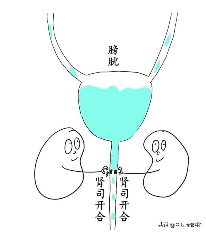 养肾等于养命最全养肾食物大全,养肾护肾的十个方法