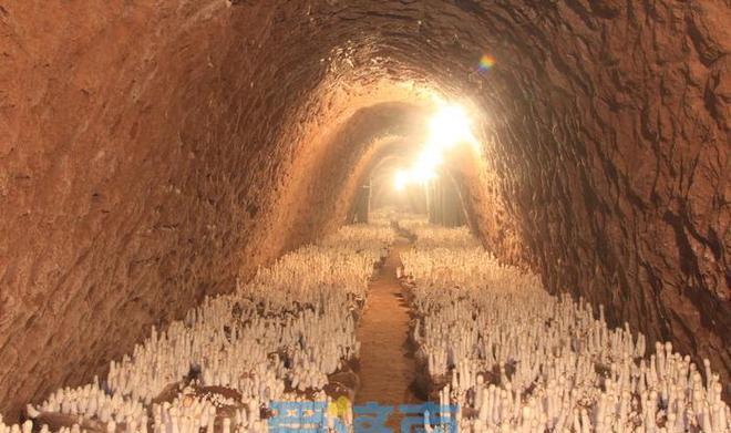 山东农业绿色发展,农业绿色发展先行示范区