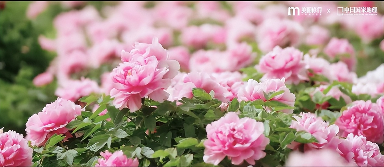 花皙蔻牡丹精粹油30ml,花皙蔻菏泽