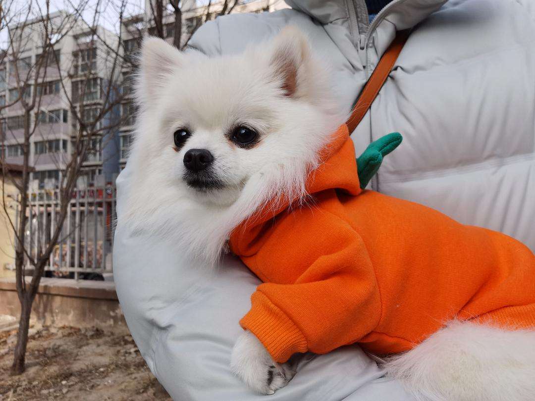 哪种狗不掉毛无体臭,公认最温顺的7种狗根本没脾气