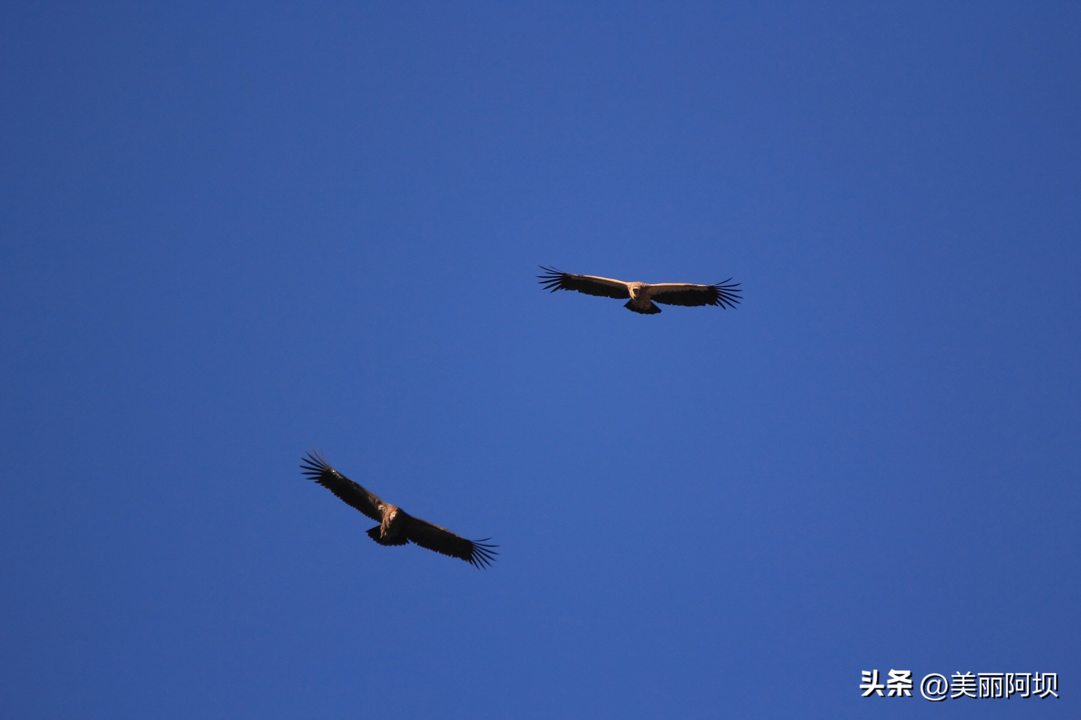景区推荐附近动物,适合乡村景区动物推荐