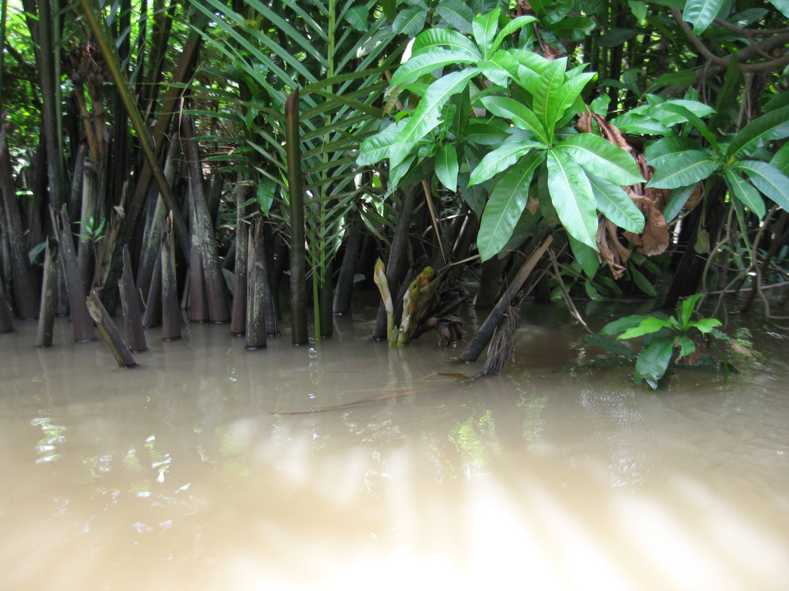 以前的西贡市和现在的胡志明市 (柬埔寨西贡和越南西贡)