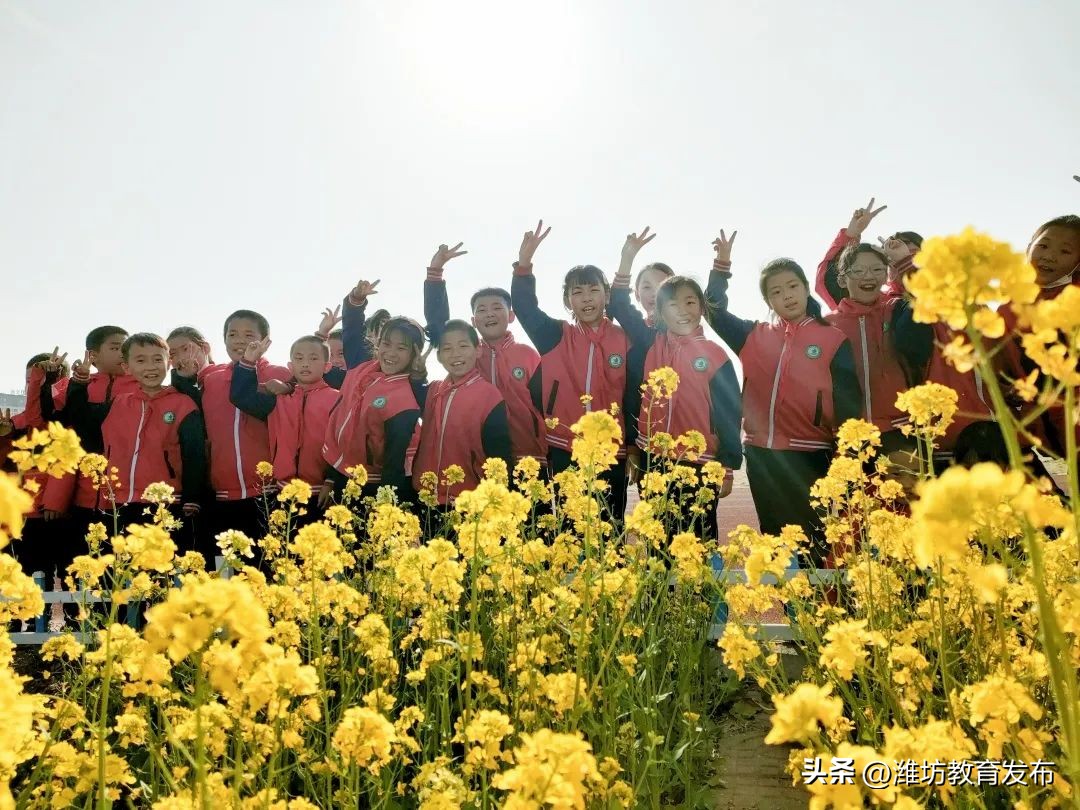 美！潍坊校园春景强势来袭