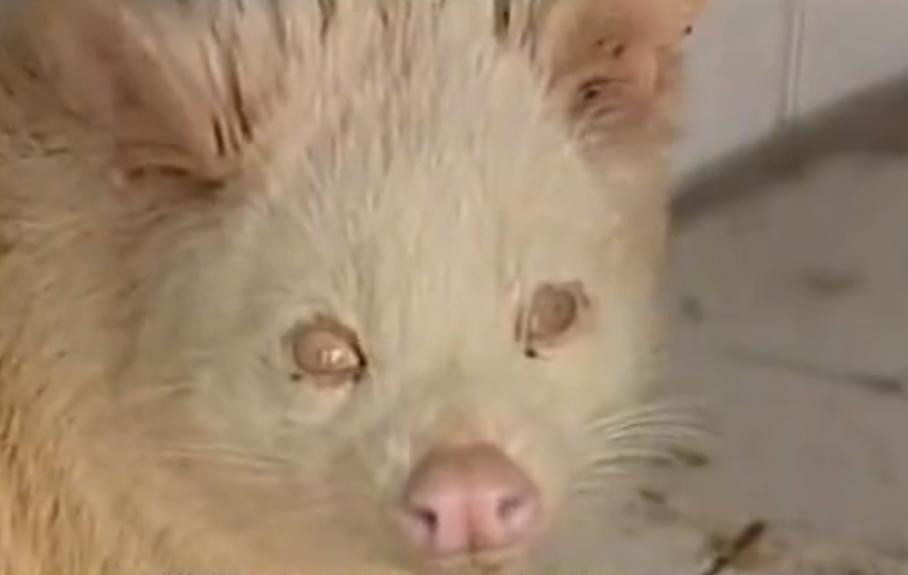 老农发现新物种,江西老农抓到神兽六不像