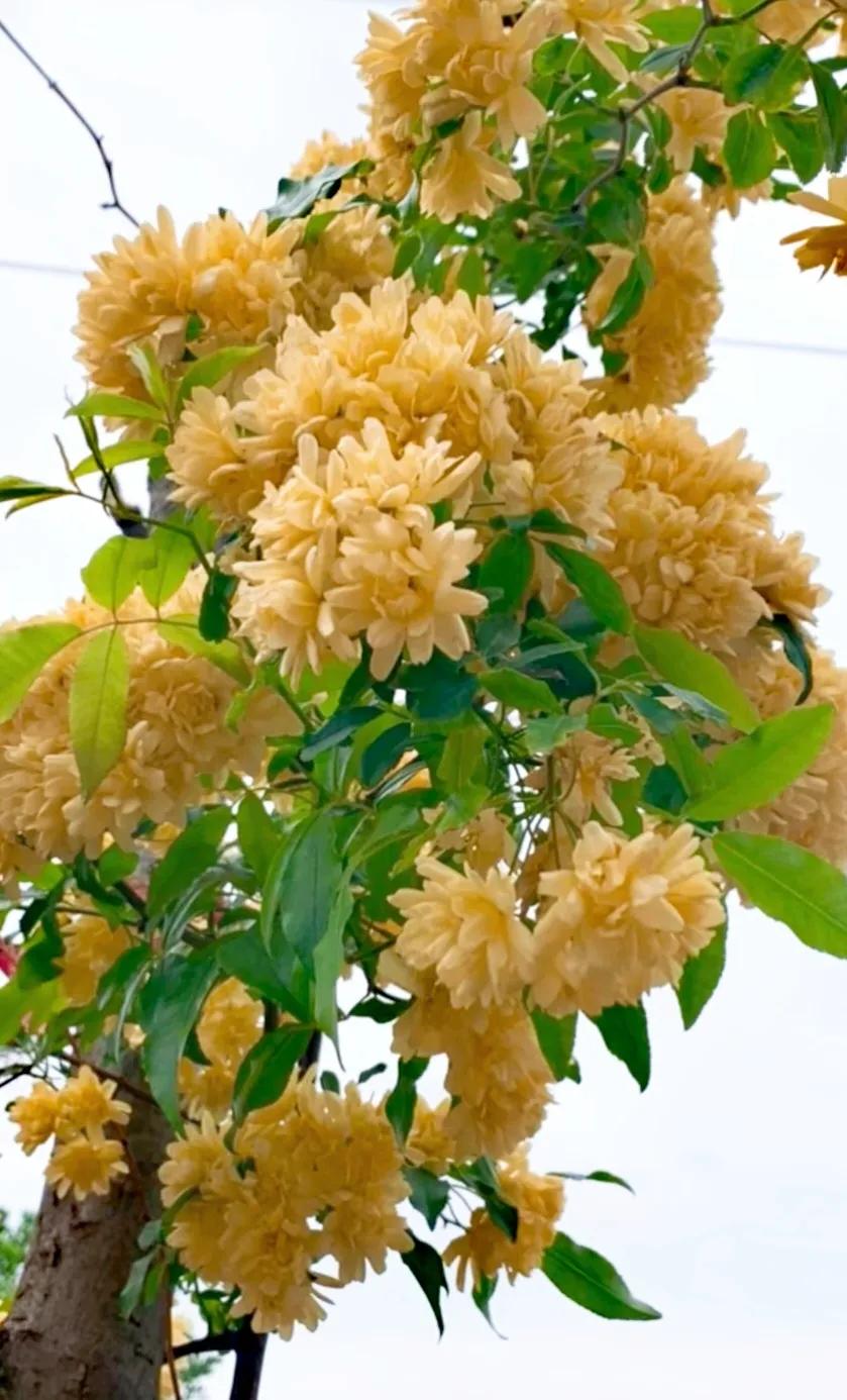 黄木香花的图片大全欣赏,怡人木香花图片欣赏