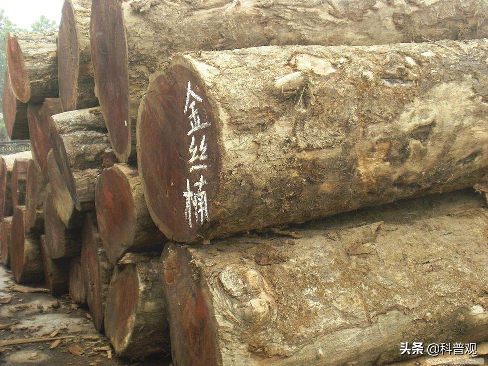 一棵金丝楠木价值多少,一棵金丝楠树可以卖多少钱