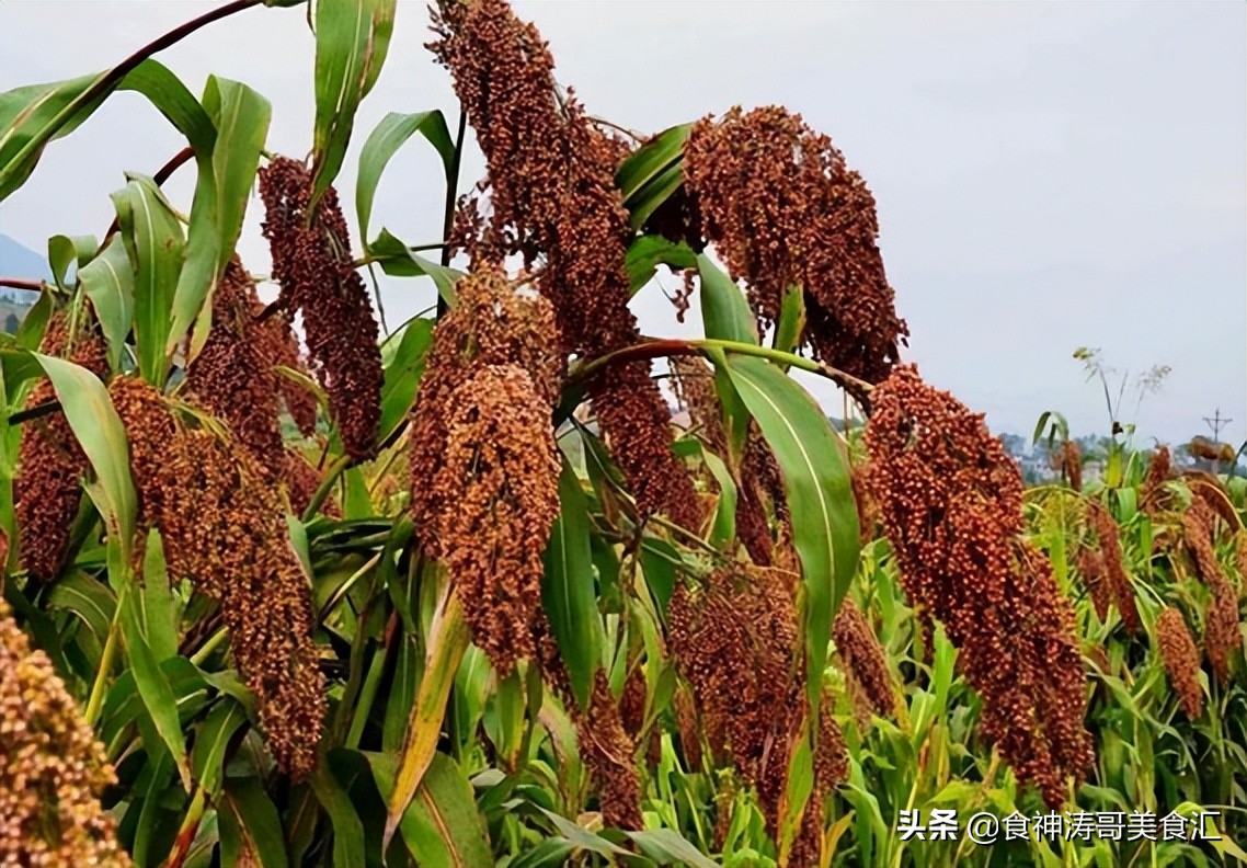 四川名酒“陨落”，辉煌时家喻户晓，如今却破产重组，沦为配角