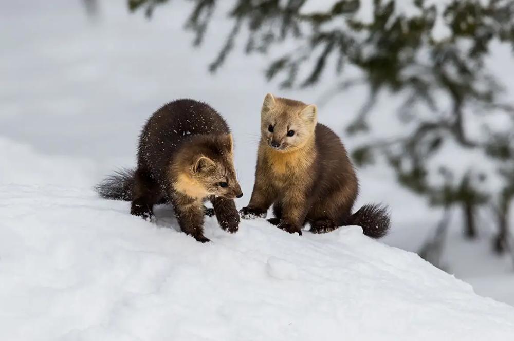 长白山发现宝物紫貂,长白山偶遇紫貂
