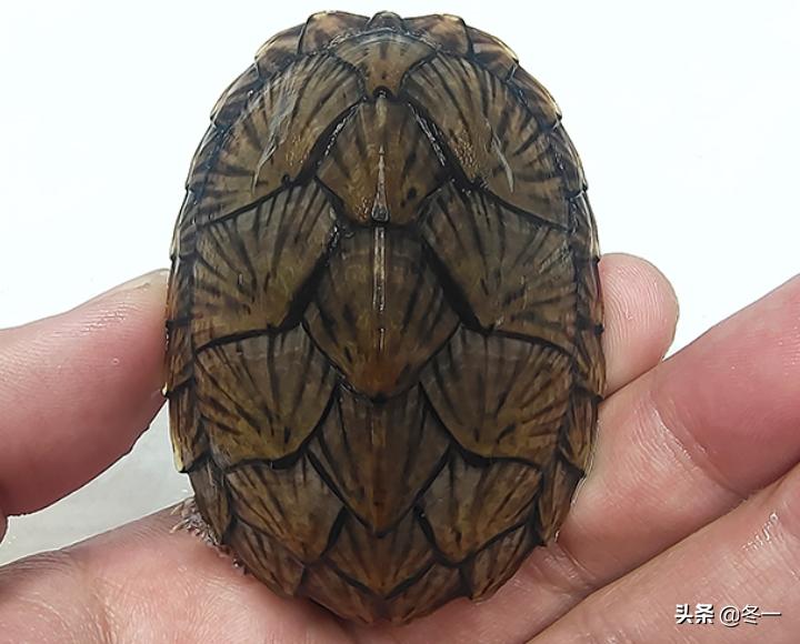 乌龟初学者,乌龟新手入门教程视频