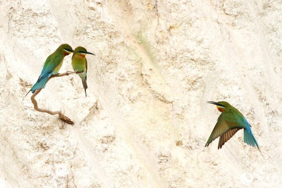 栗喉蜂虎厦门,可爱精灵小鸟