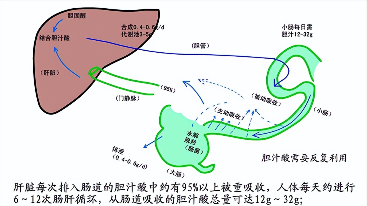 胆囊炎和胆囊结石人很瘦怎么增肥,瘦人得胆囊炎和胰腺炎