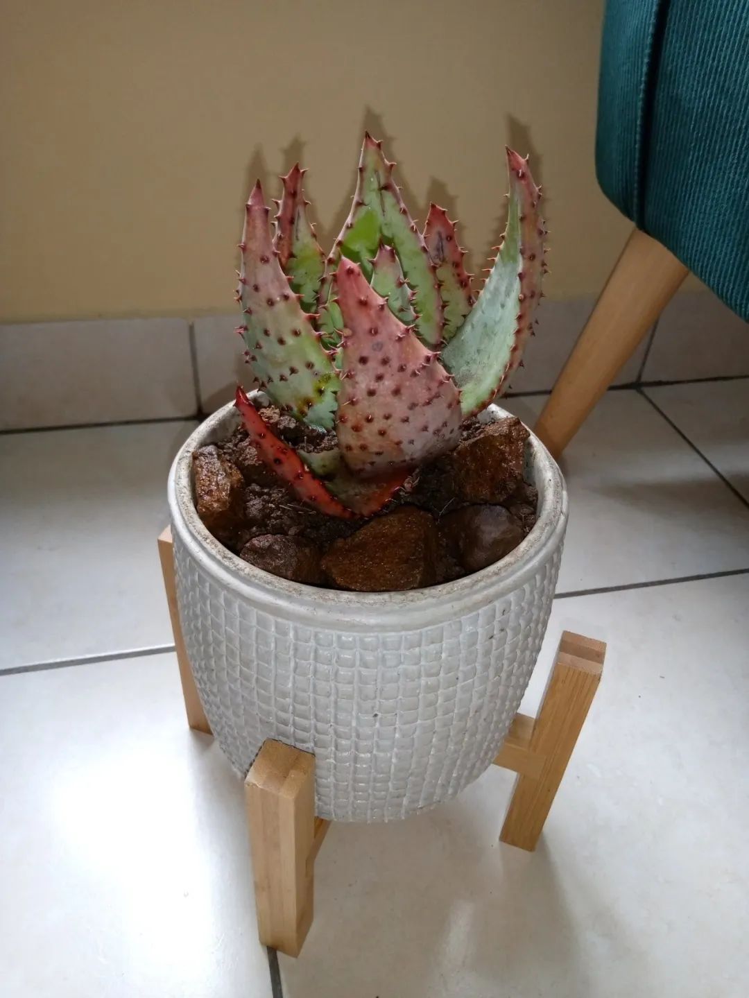 好养活且好看的室内绿植,好养的高颜值室内绿植有哪些