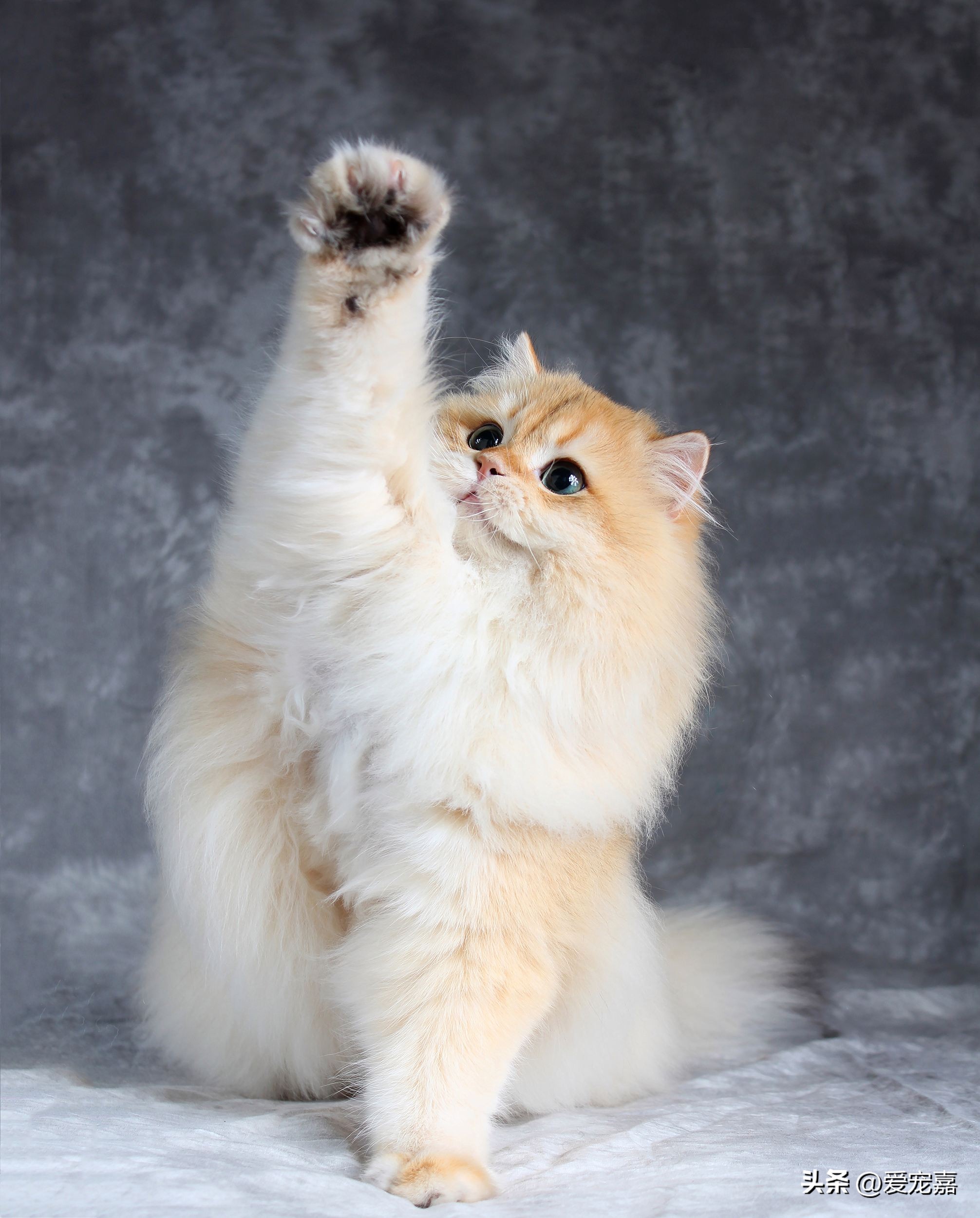 猫咪各种种类的简介介绍,各类猫咪种类介绍