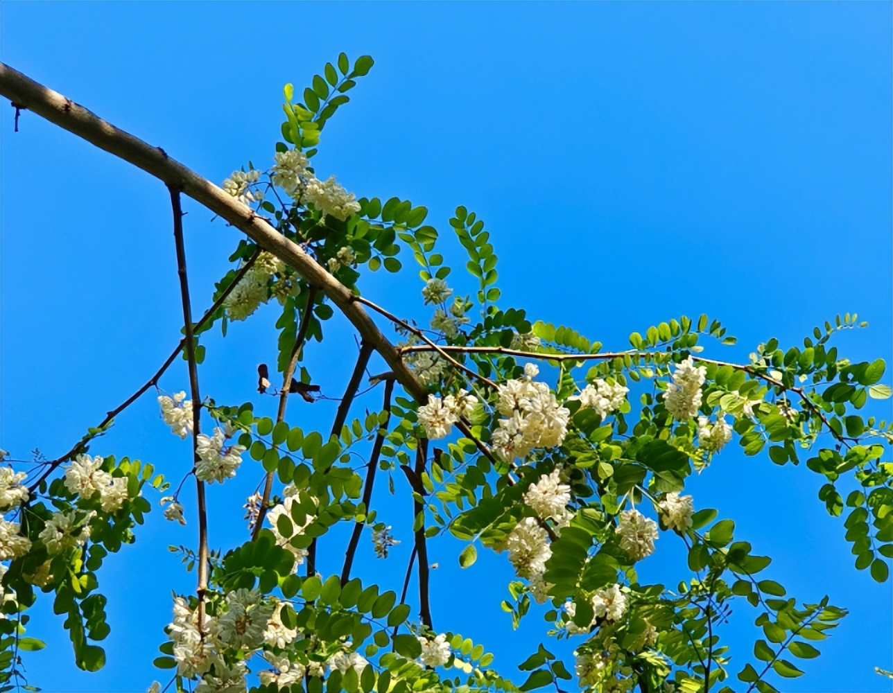 vivox80用了一个月真实感受,vivox80用后感受如何