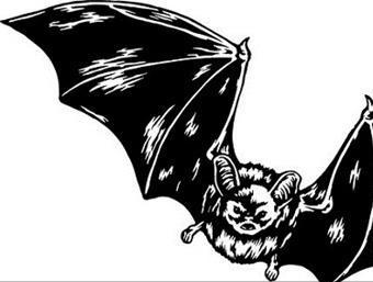 热带雨林十大危险动物蛇,亚马逊热带雨林最恐怖的蛇