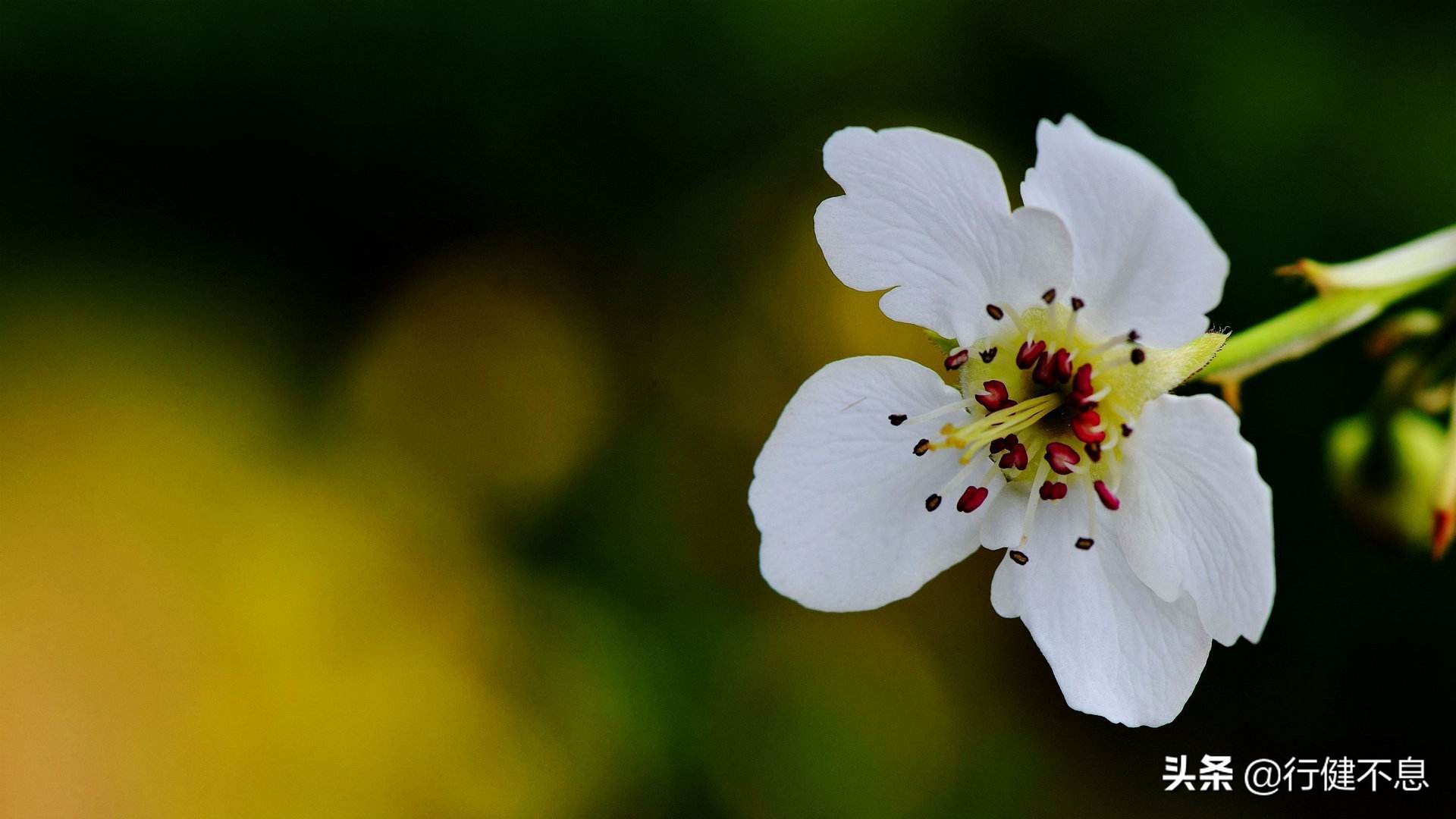 洒落最经典十首梨花诗句,赞美梨花一枝春带雨的诗句