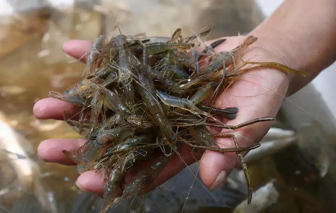 野生河虾价格,野生河虾好吃到停不下来