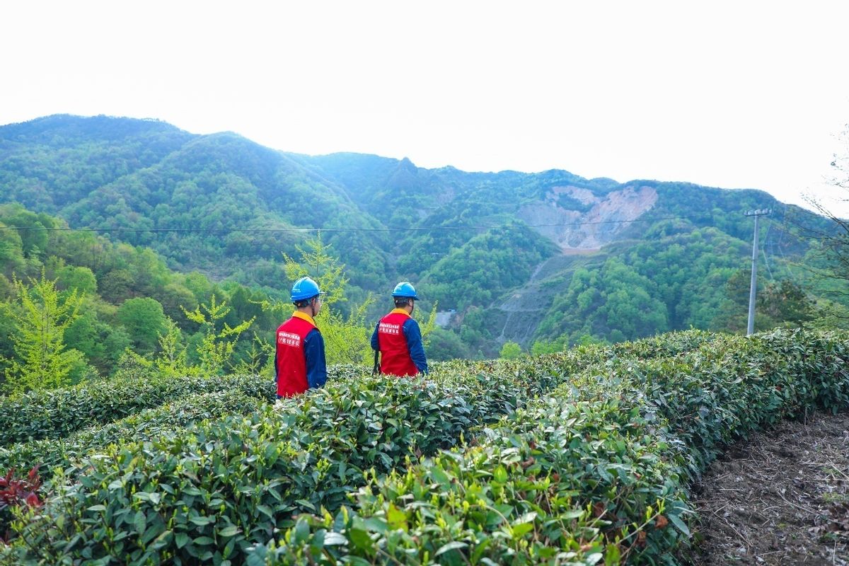 为乡村振兴添动能,供电公司全力助力乡村振兴