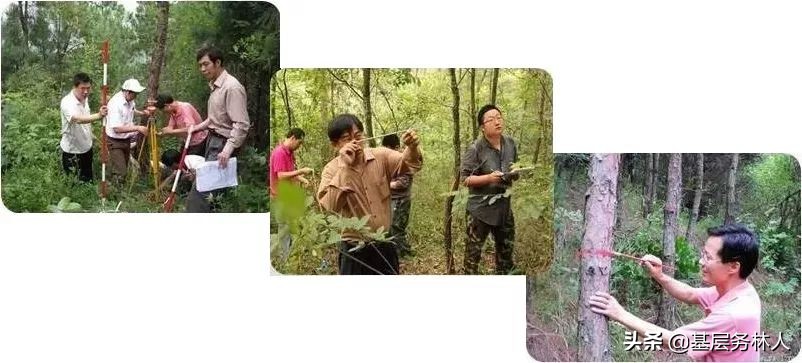 森林资源二类调查细则,森林二类调查的意义