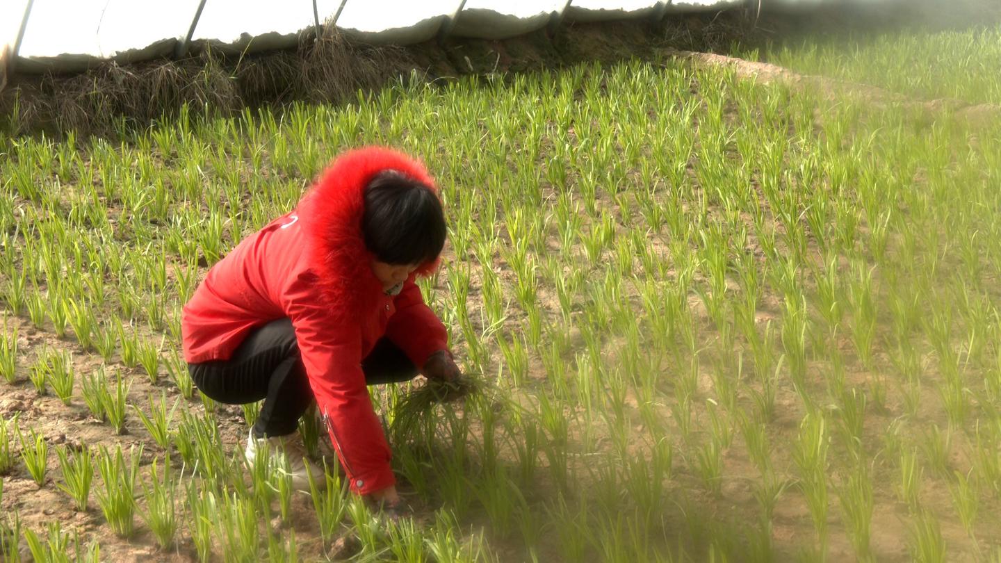 【新春走基层】温室大棚“种”出致富好“钱”景