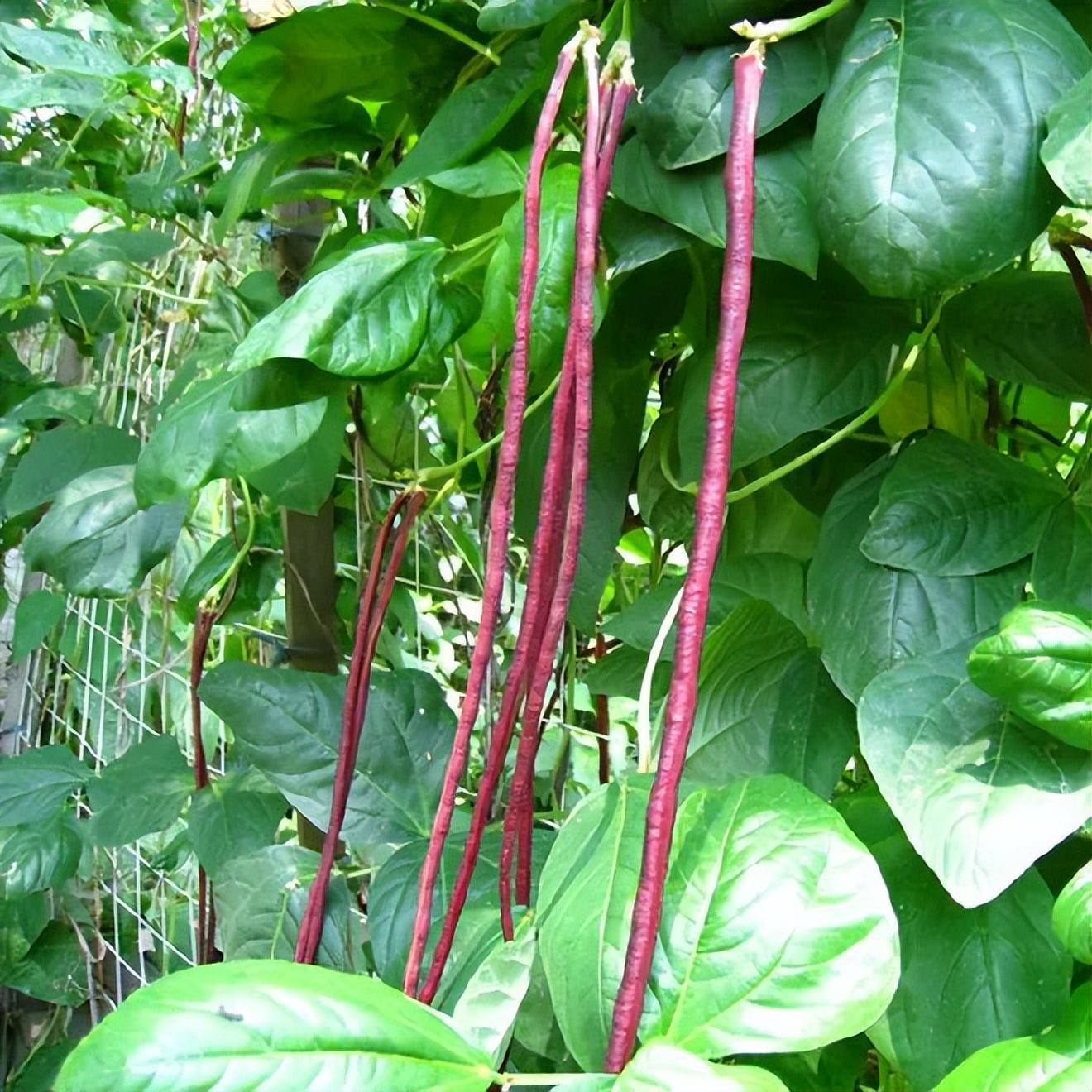 五谷杂粮食物图片大全大图,五谷杂粮图片大全大图真实