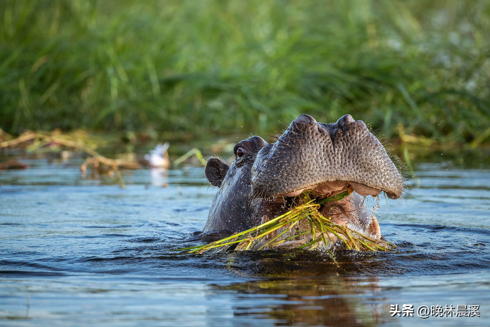 绿色季节：非洲野生动物的光荣照片