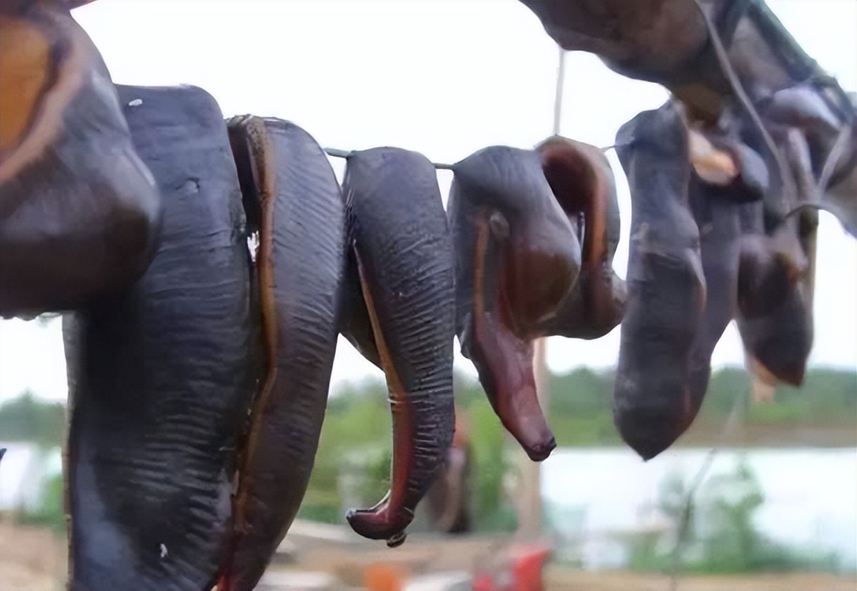 毒性小的驱虫药,有毒的虫类药有哪些