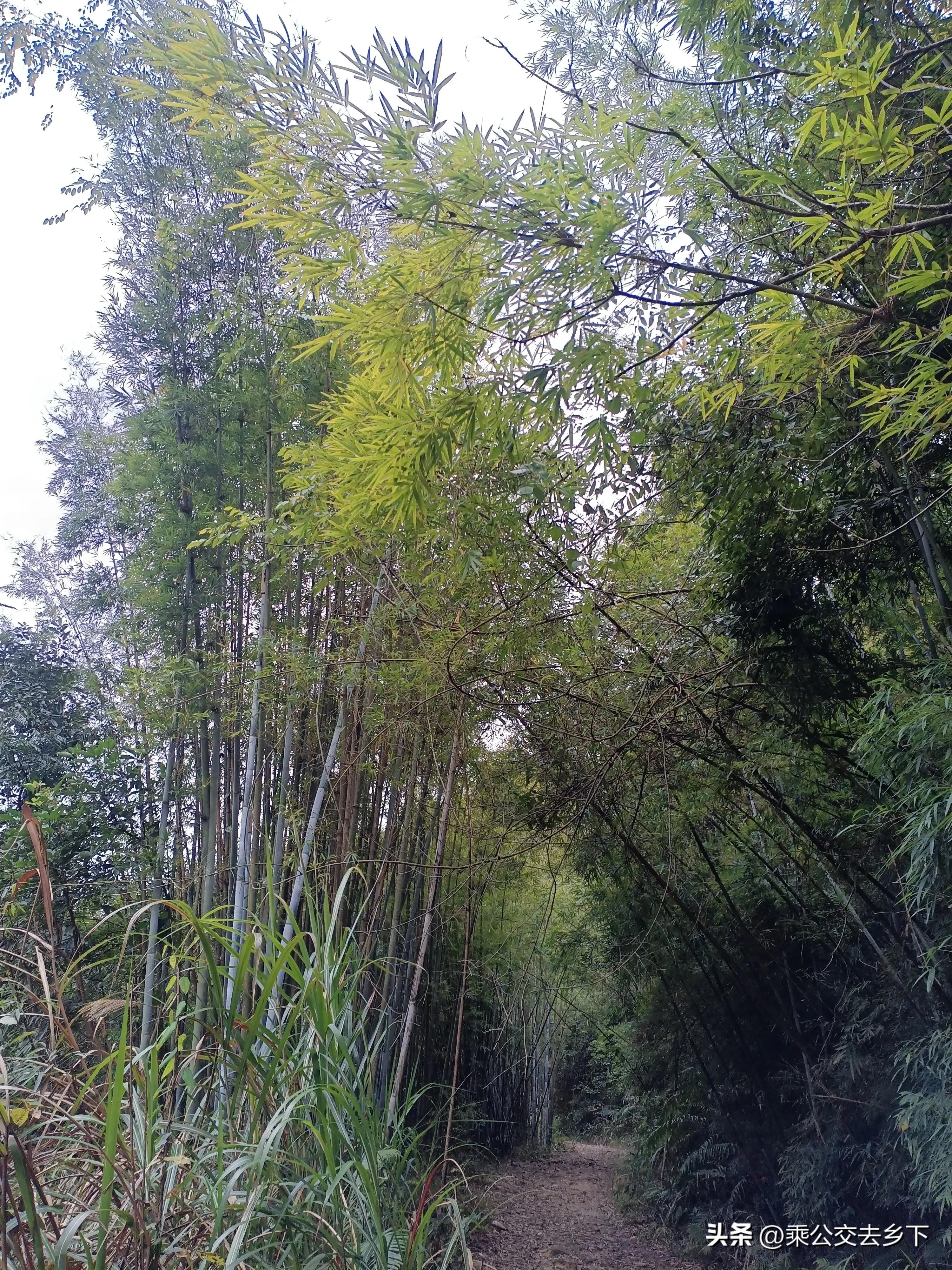 雨后从化古溪徒步,从化古溪线自驾游攻略