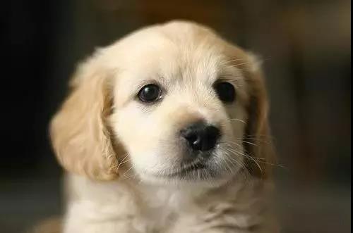 100多种名犬图片大全大图高清,100多种名犬图片大全大图