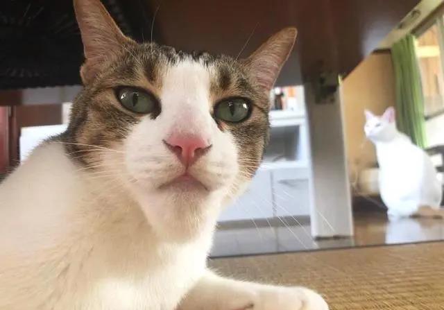 当猫猫被蜜蜂蛰了一下后,当蜜蜂蛰到狗头