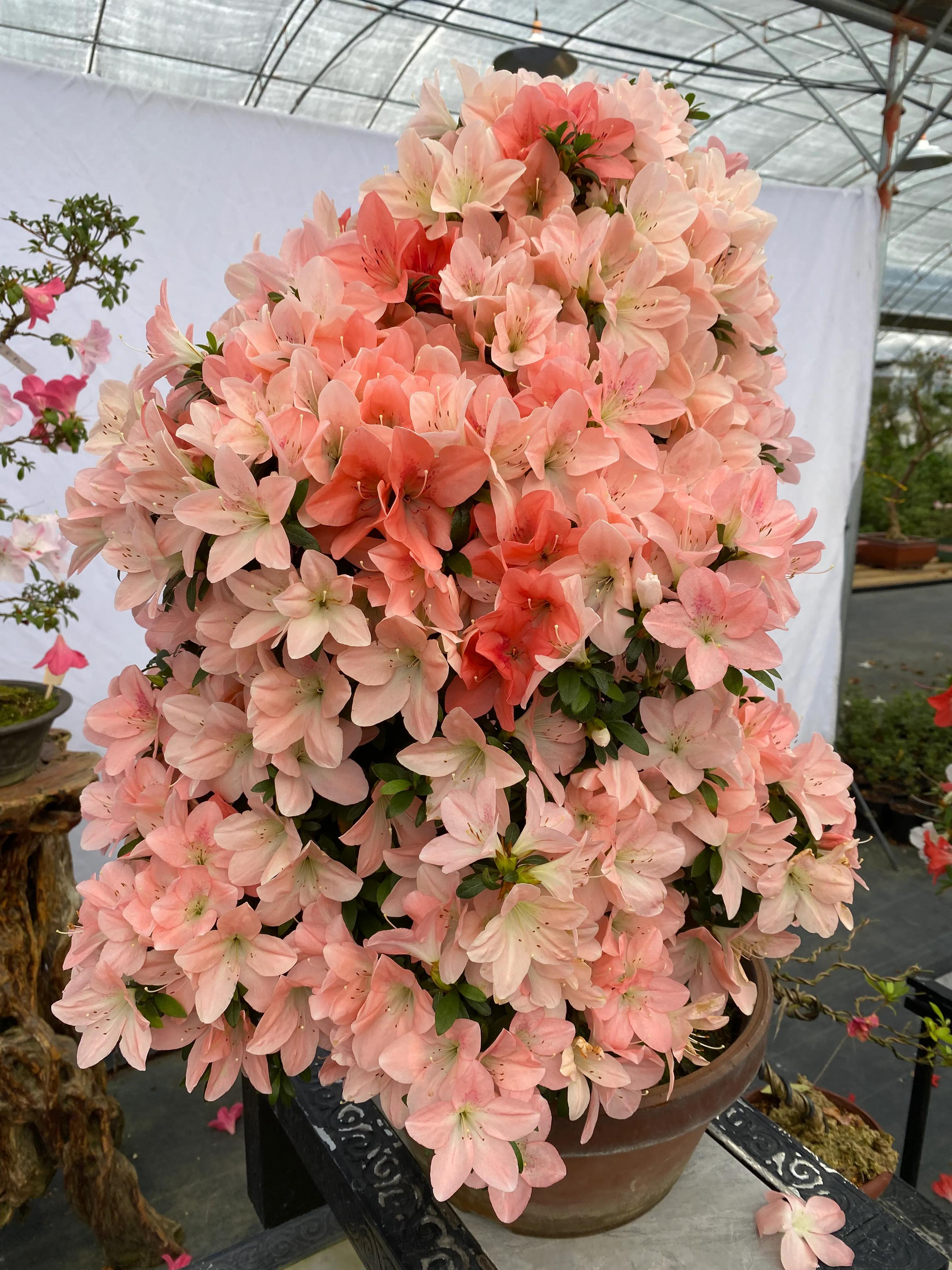 皋月杜鹃花图片大全,皋月杜鹃新品种视频