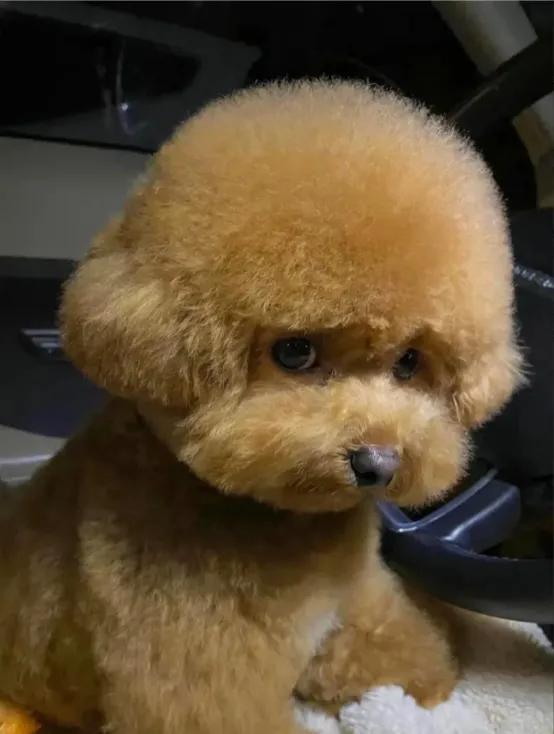 新手养狗丨这样做它才不会记恨！