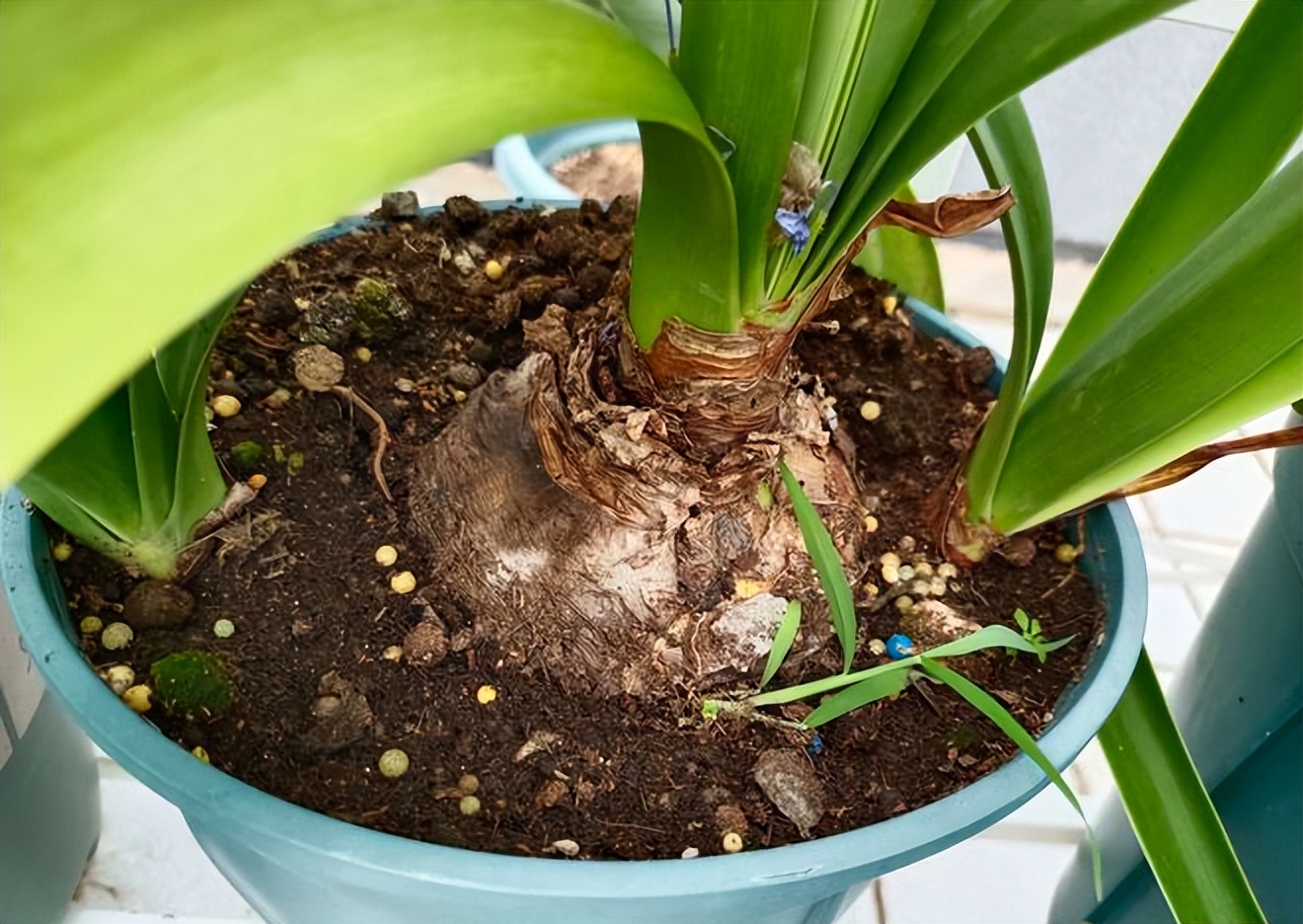 这3种花漂亮又好养1年能开300多天,5种花超好养漂亮上档次