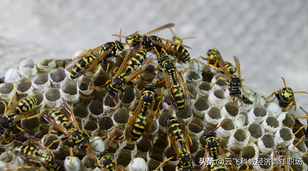 波兰民众抢购煤炭案件视频,波兰民众熬夜排队购煤