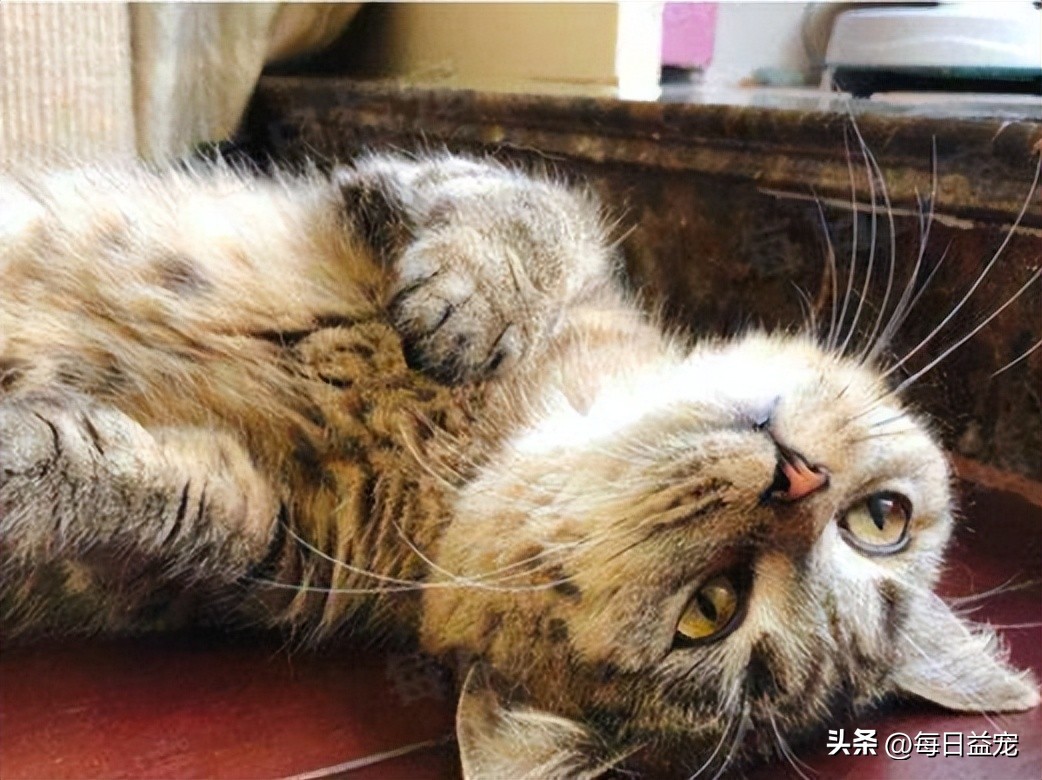 踢了猫咪肚子一脚呕吐,踢了猫肚子一脚有事吗