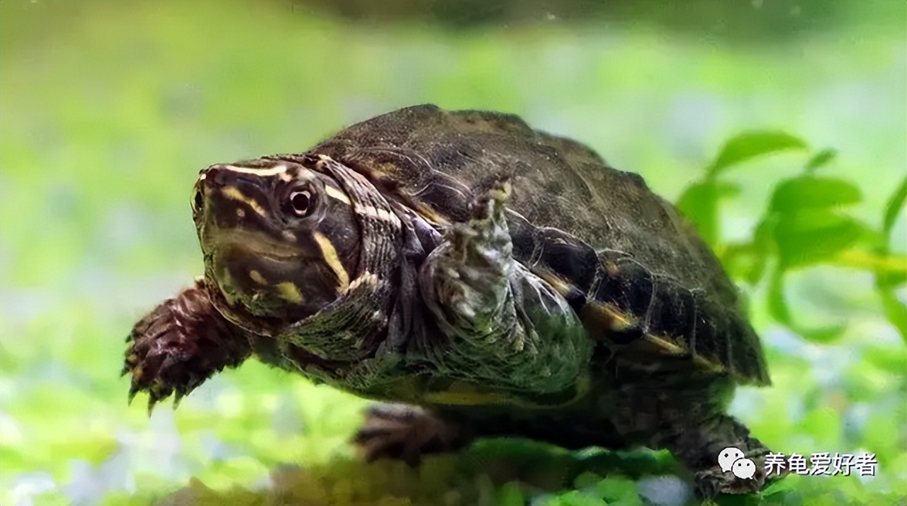 最容易养的水龟,最难养的水龟