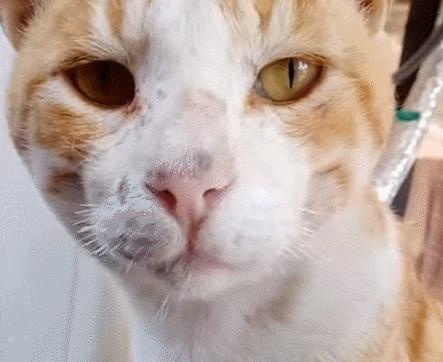 猫咪吃饭的十大怪癖 (猫咪的七大怪癖喵了个咪)