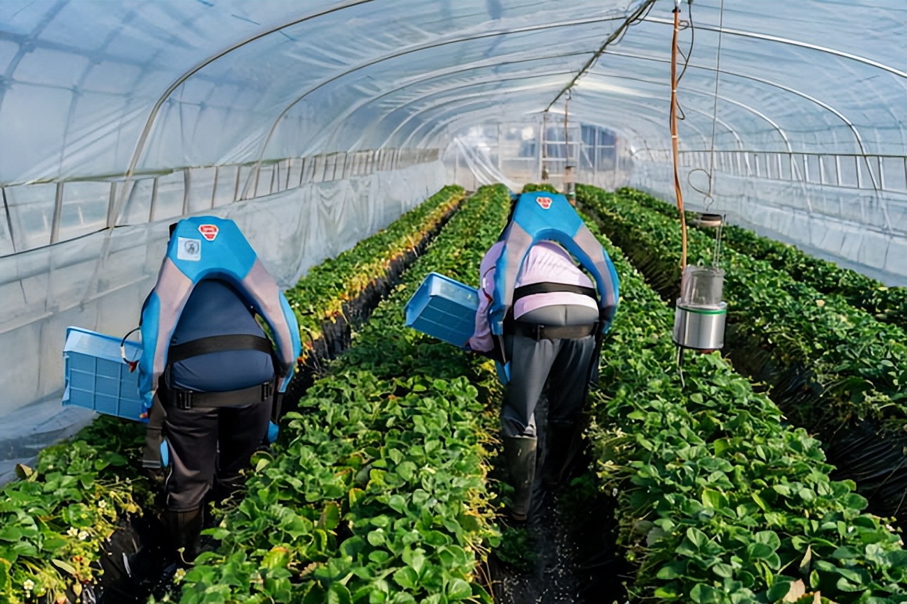 无需电源，可减轻腰部负担，日本智能农业“肌肉套装”来了