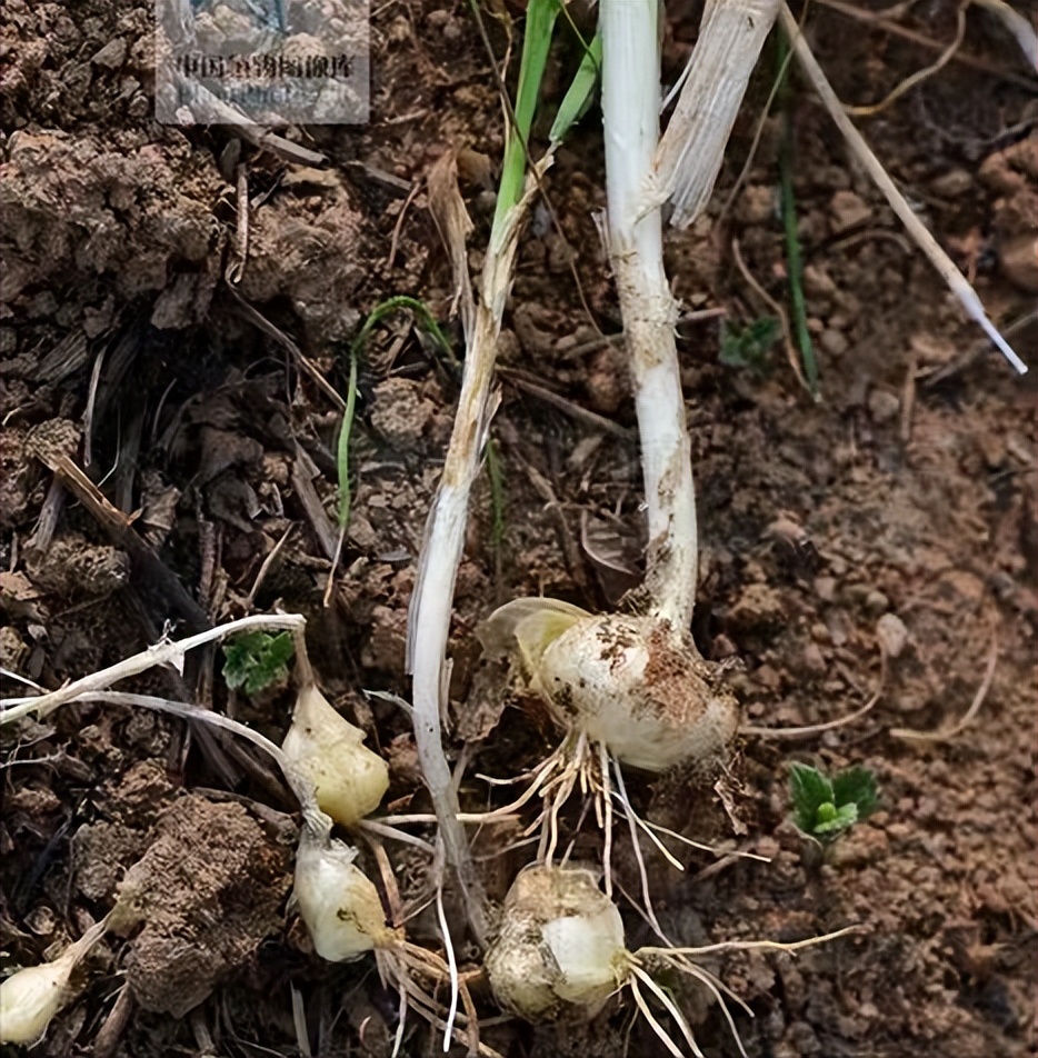 抗癌四种野菜大全,藜蒿十大抗癌野菜