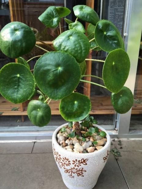 如何让镜面草变成老桩,镜面草老桩养护