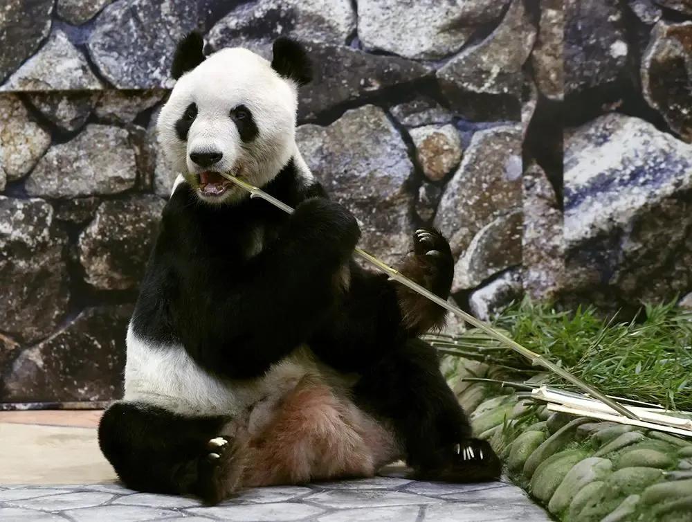 熊猫界几大家族,熊猫的种类有多少种