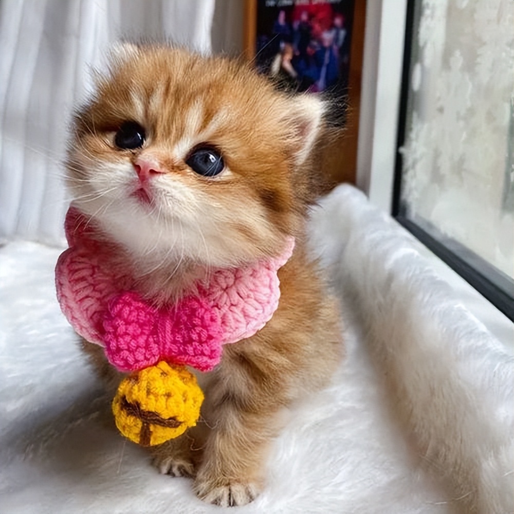 猫咪的生命终点,猫咪的生命有多少年