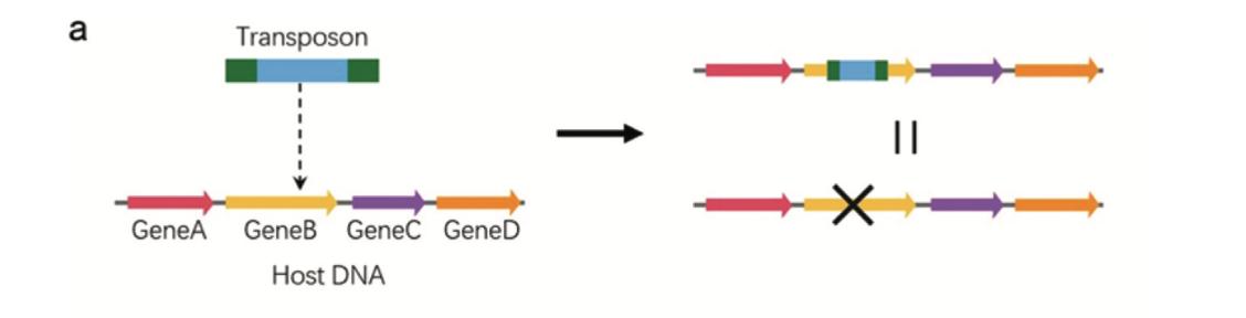 转座子随机插入突变体库——获得新靶点的绝佳方法