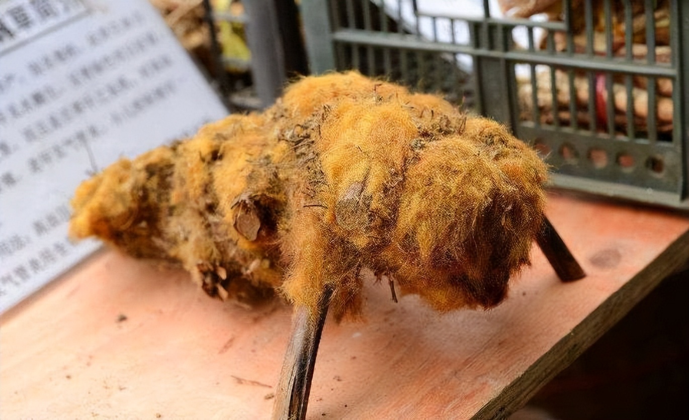 金毛狗蕨真的可以止血吗,金毛狗脊的毛能止血吗