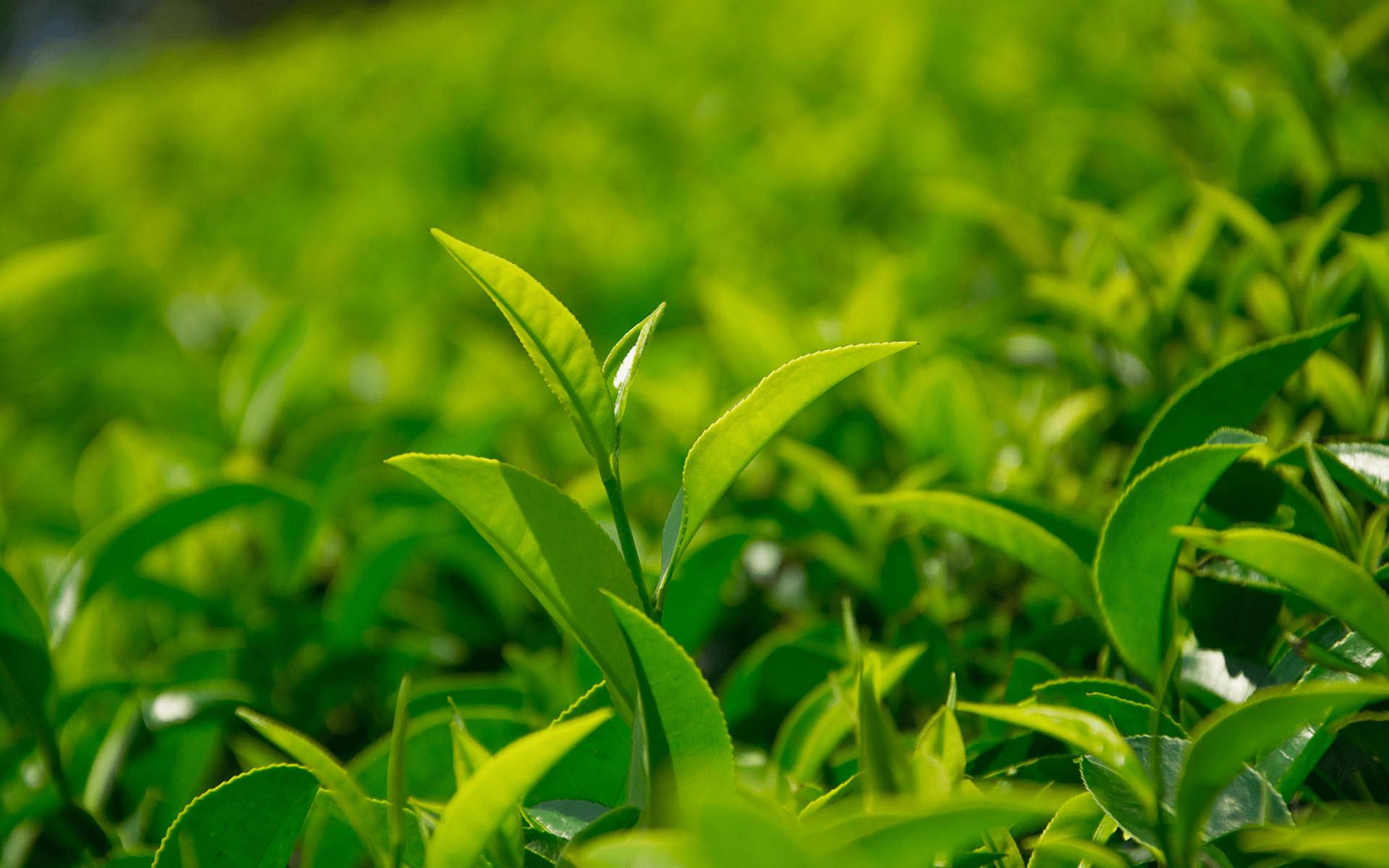 什么面膜清洁毛孔黑头效果好,清洁面膜有用吗真的能清洁毛孔吗