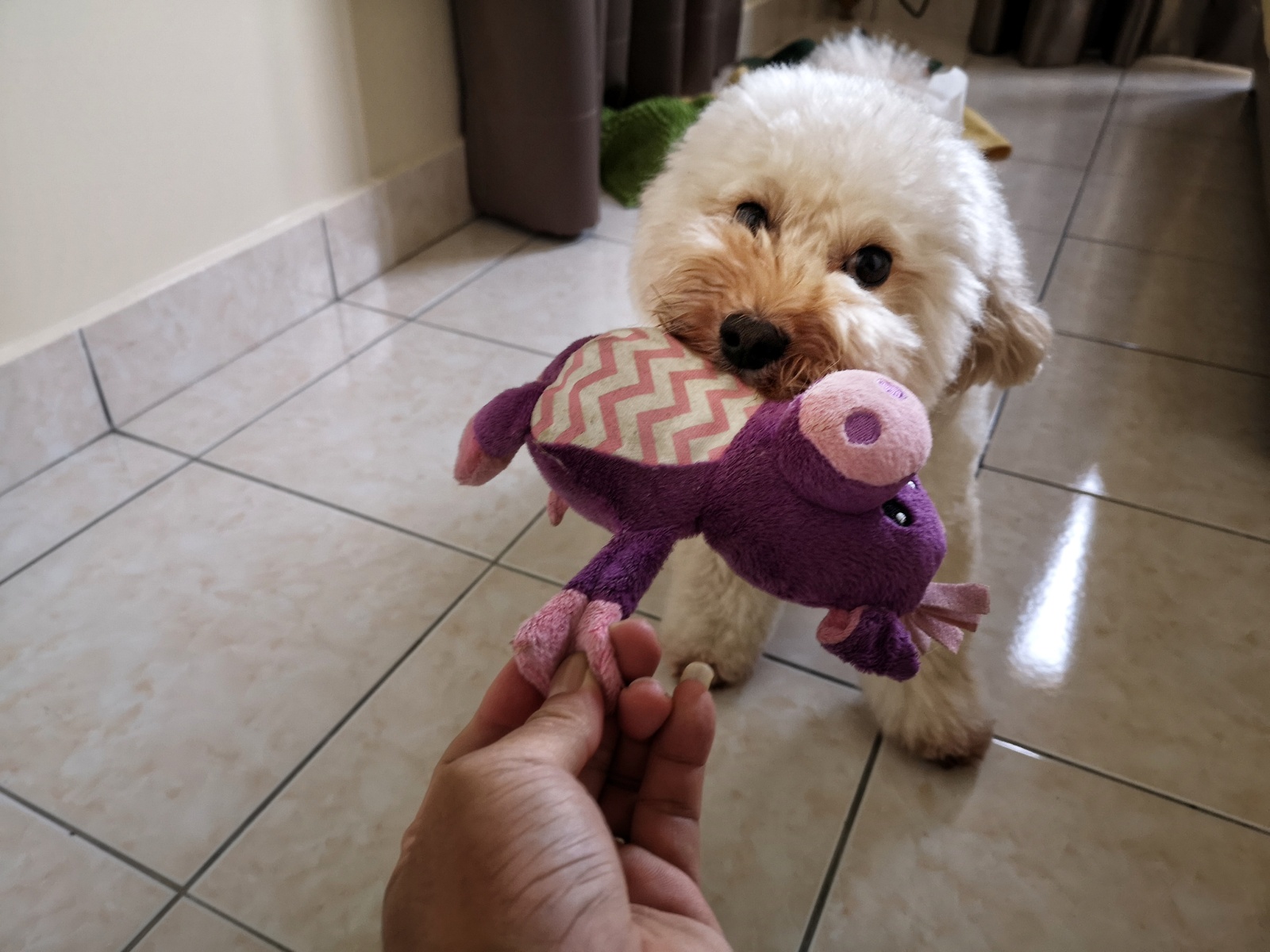 新手养公泰迪还是母泰迪,新手如何养泰迪