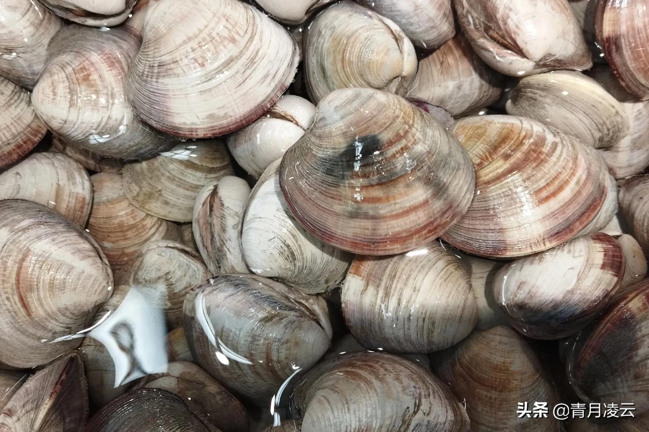 海鲜市场常见海产品图鉴,海鲜市场常见海产品图鉴表图例