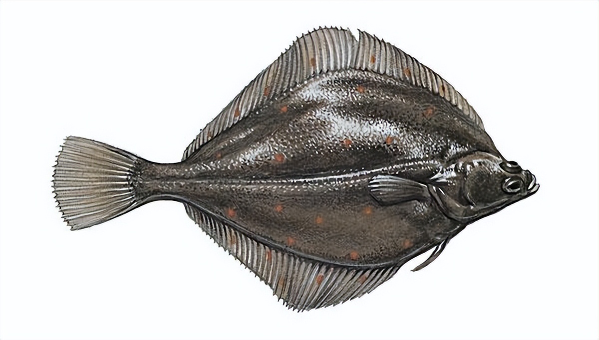 鲨鱼是海洋霸主吗视频,鲨鱼是海洋霸主的原因是什么